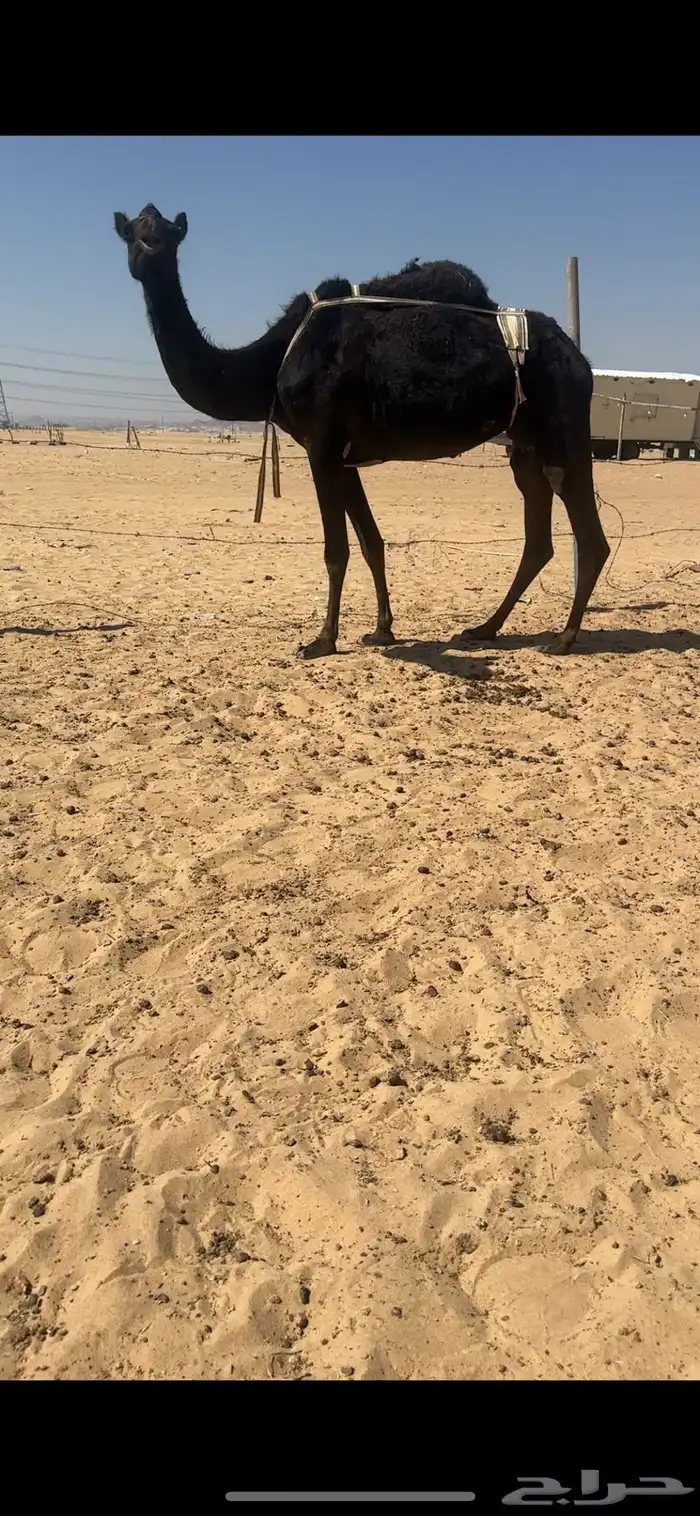 ضروبه مجهم غرابيه كفوو 3