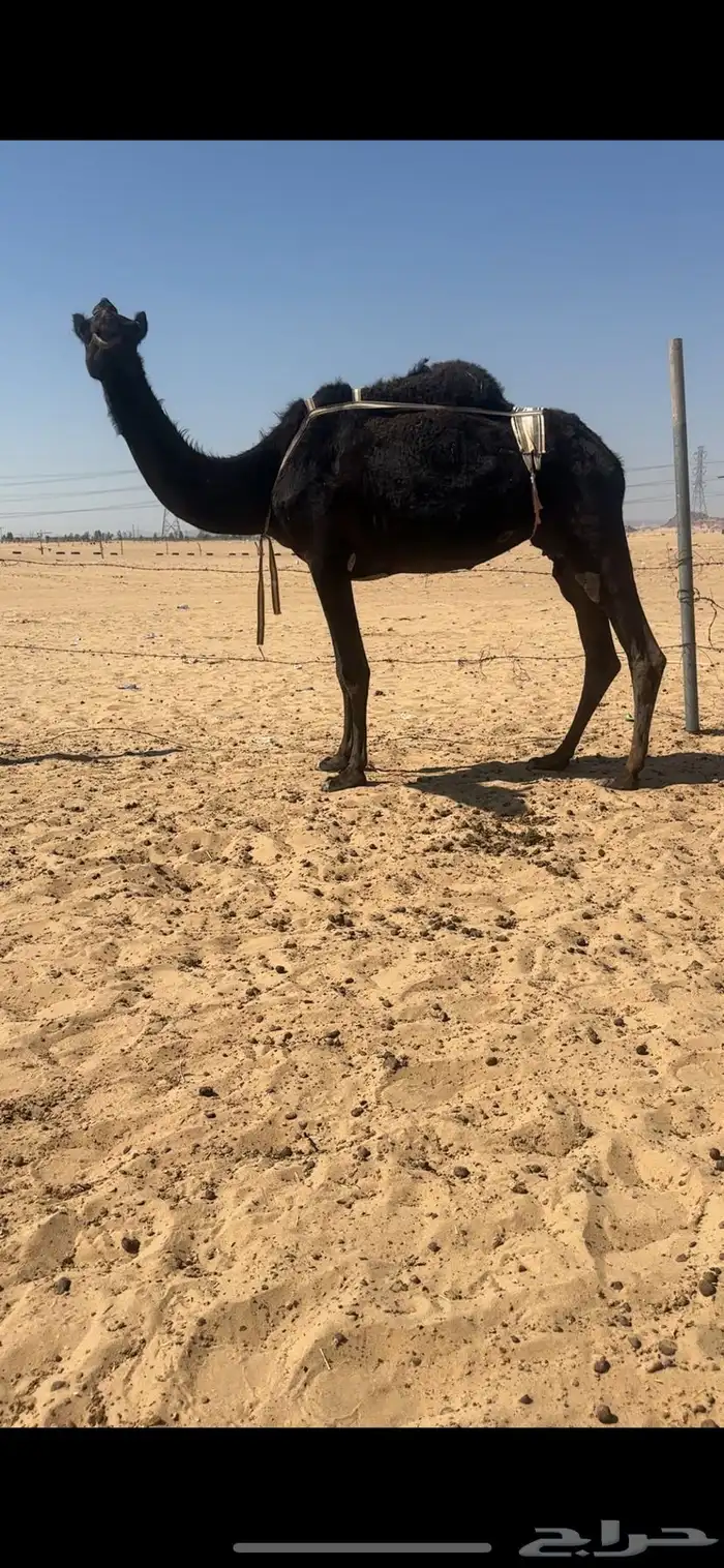 ضروبه مجهم غرابيه كفوو 0