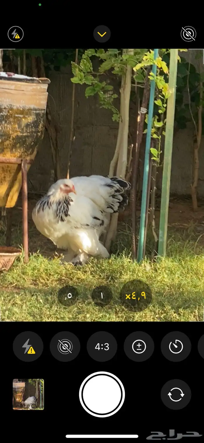 دجاجه كلمبيه انتاج خوارج (كونك ) 2