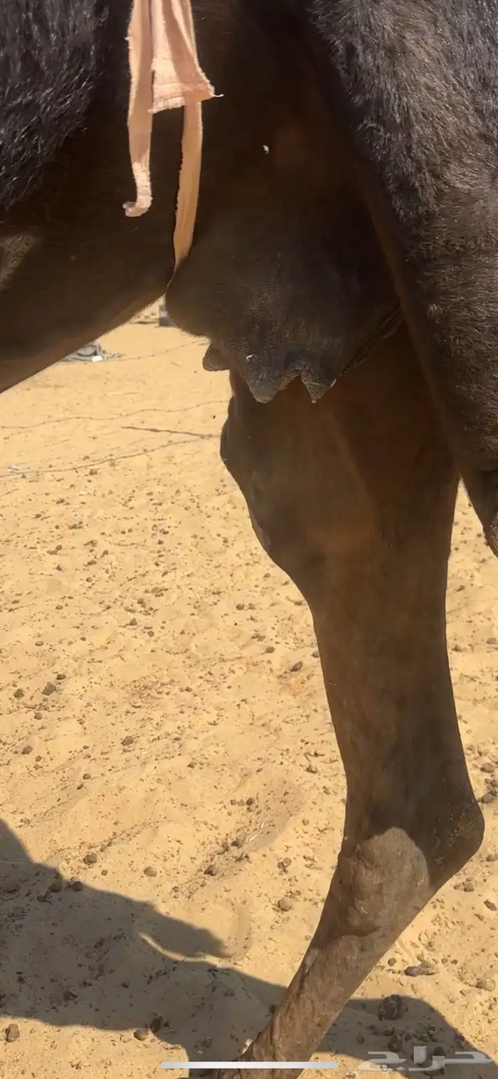 ضروبه مجهم غرابيه كفوو 4