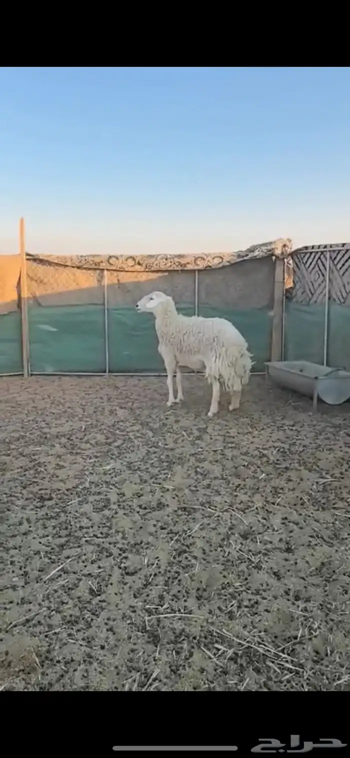 شاه حريه حايل 1