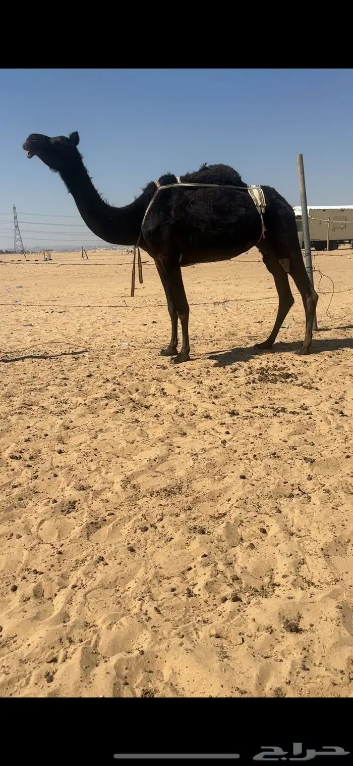 ضروبه مجهم غرابيه كفوو 2