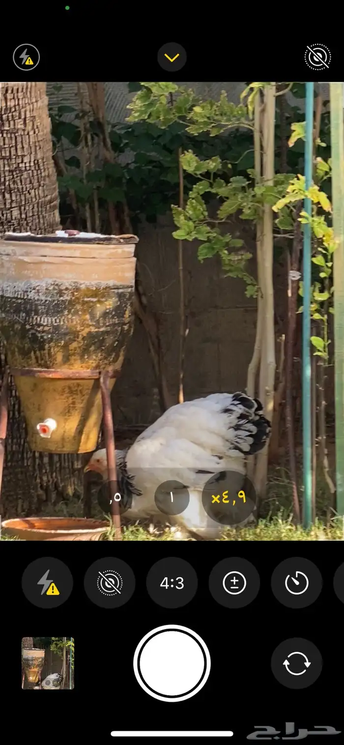 دجاجه كلمبيه انتاج خوارج (كونك ) 3