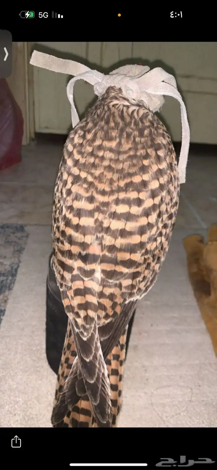 مطلوب بواشيق للبيع يفضل تكون ب الحفر 0