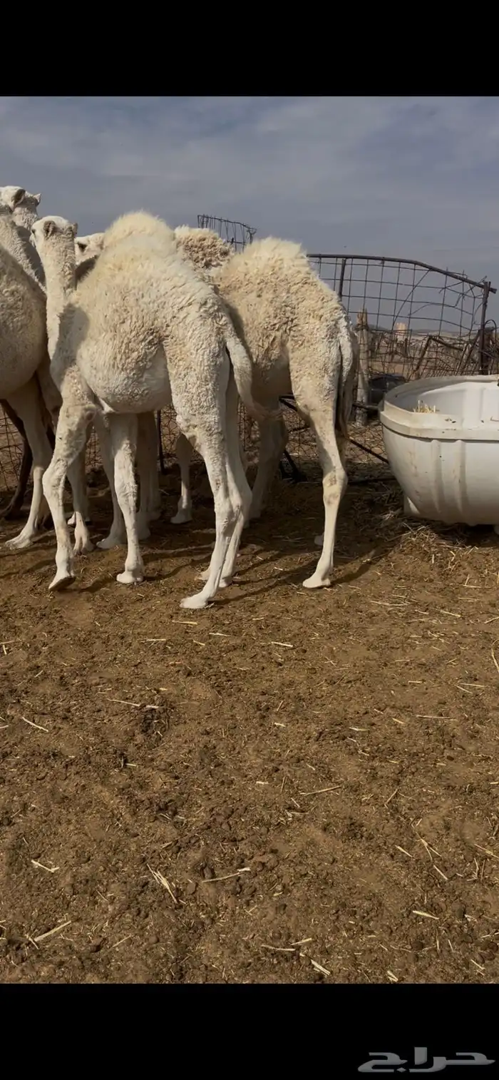 قعدان 5 طيبه 0