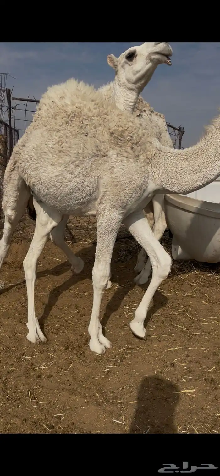 قعدان 5 طيبه 2