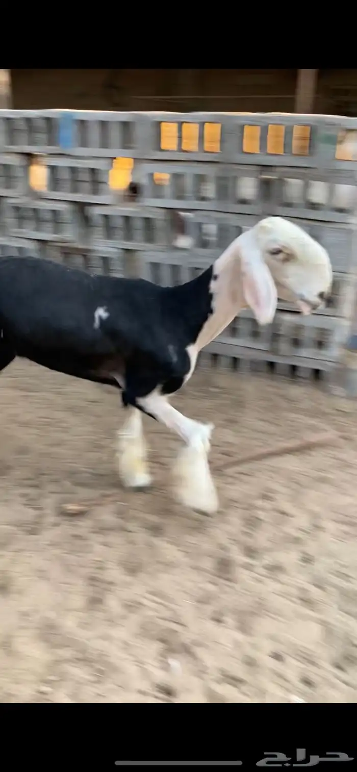 نجديه رغوث 3