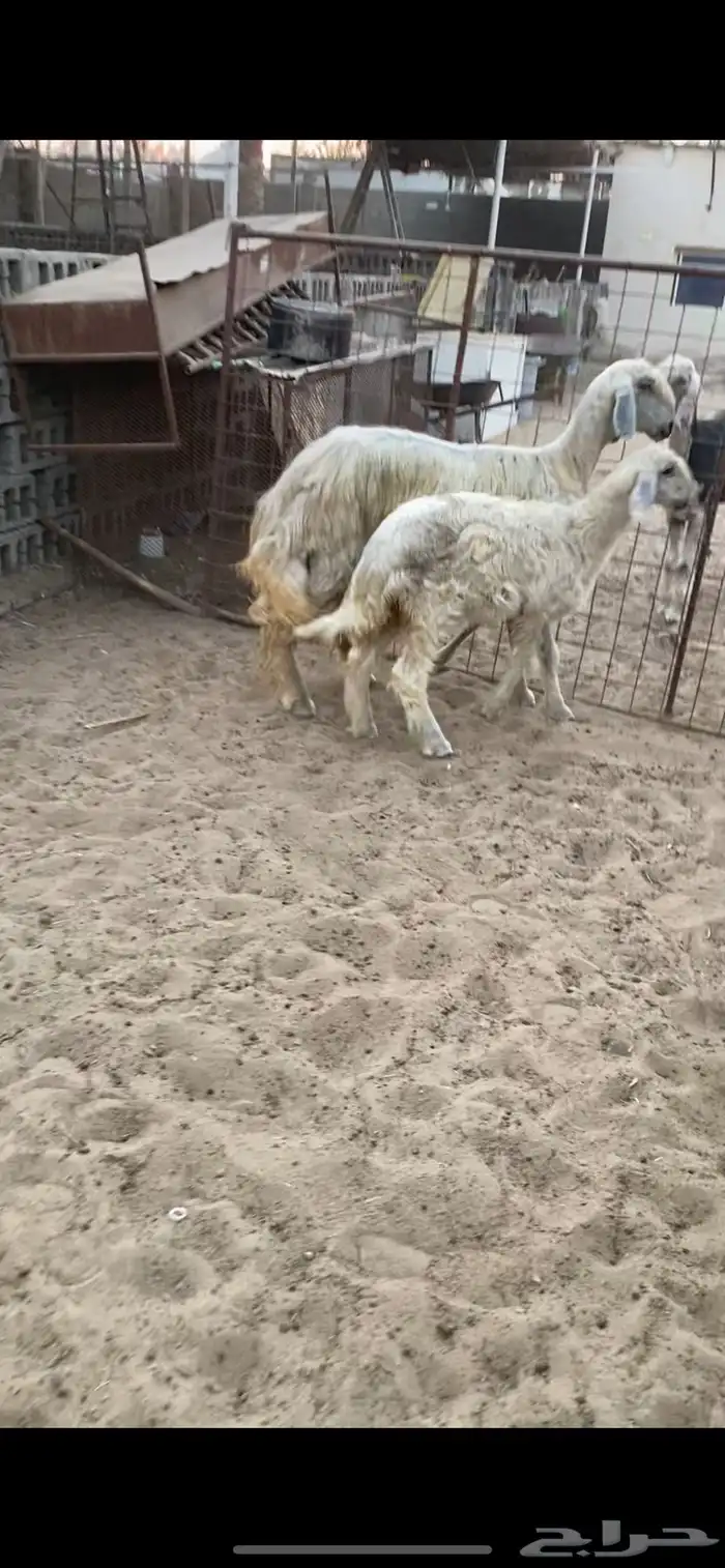 نجديه رغوث 0