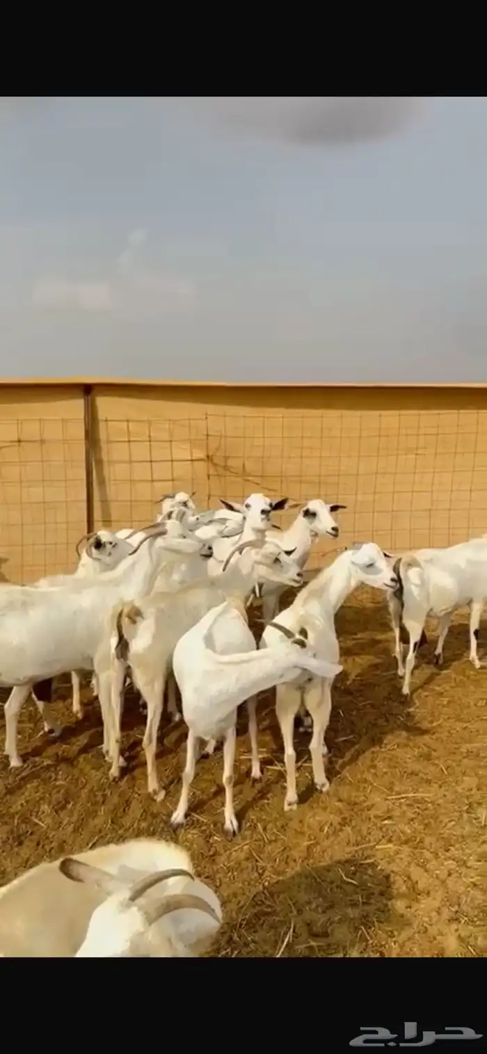 معزا للبيع 0