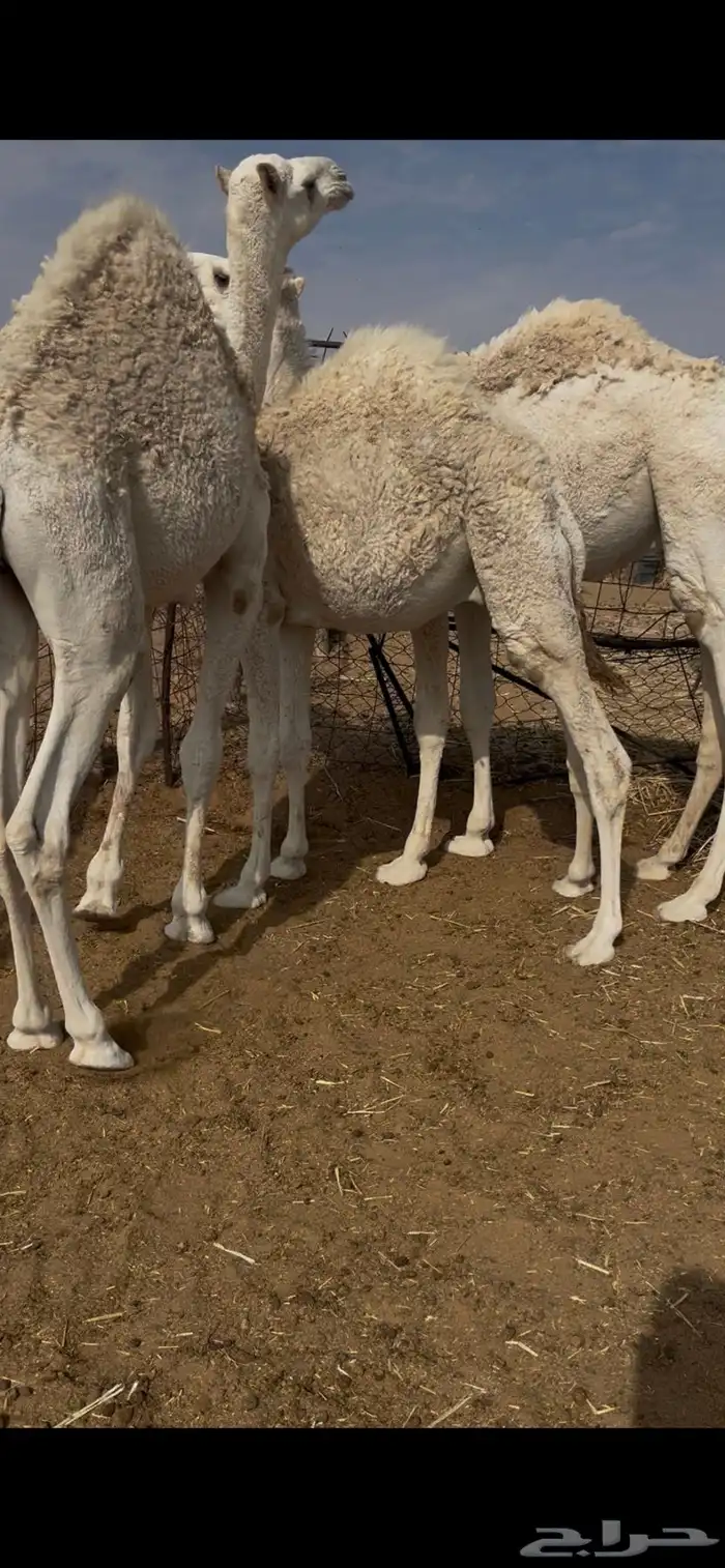 قعدان 5 طيبه 1