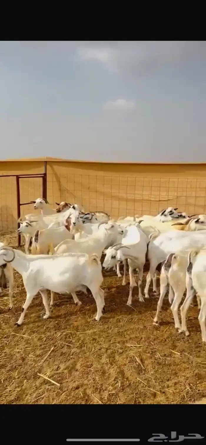 معزا للبيع 1