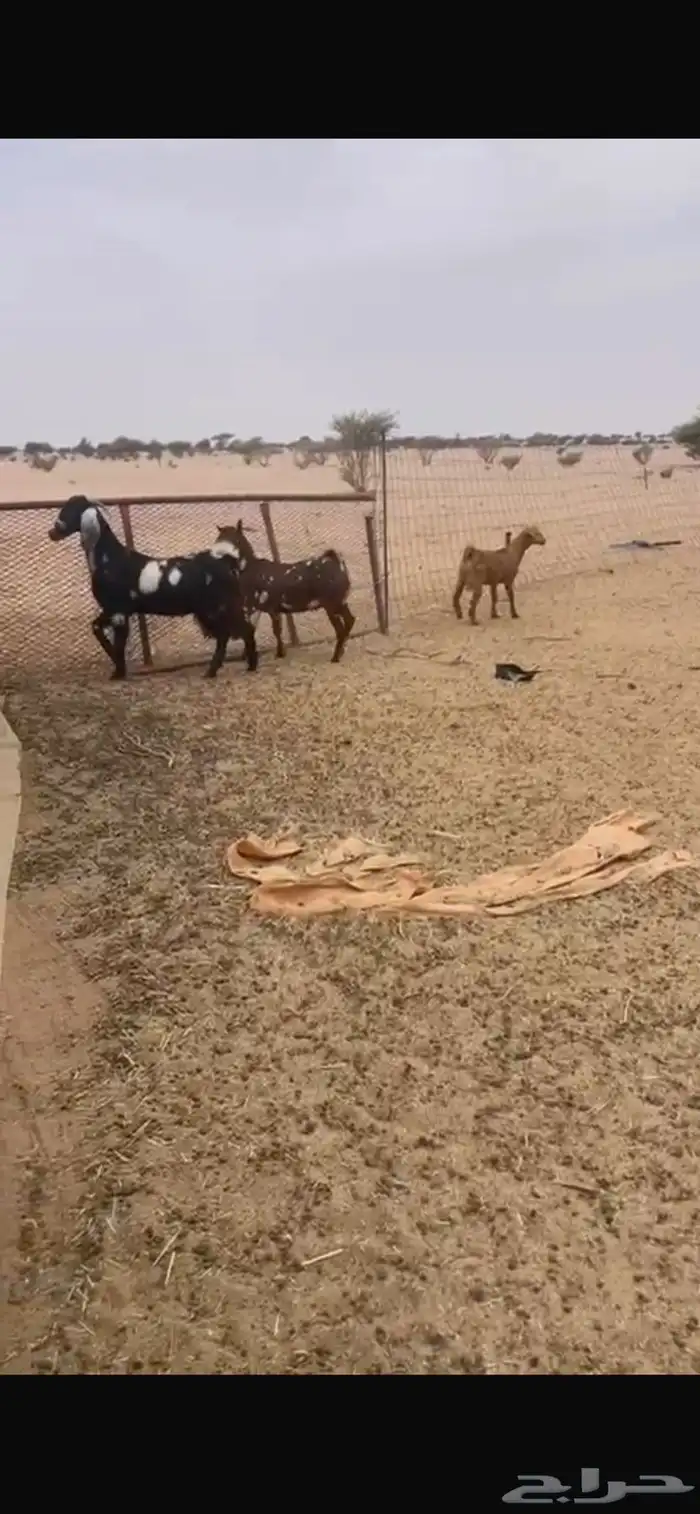 تيوس للبيع 1