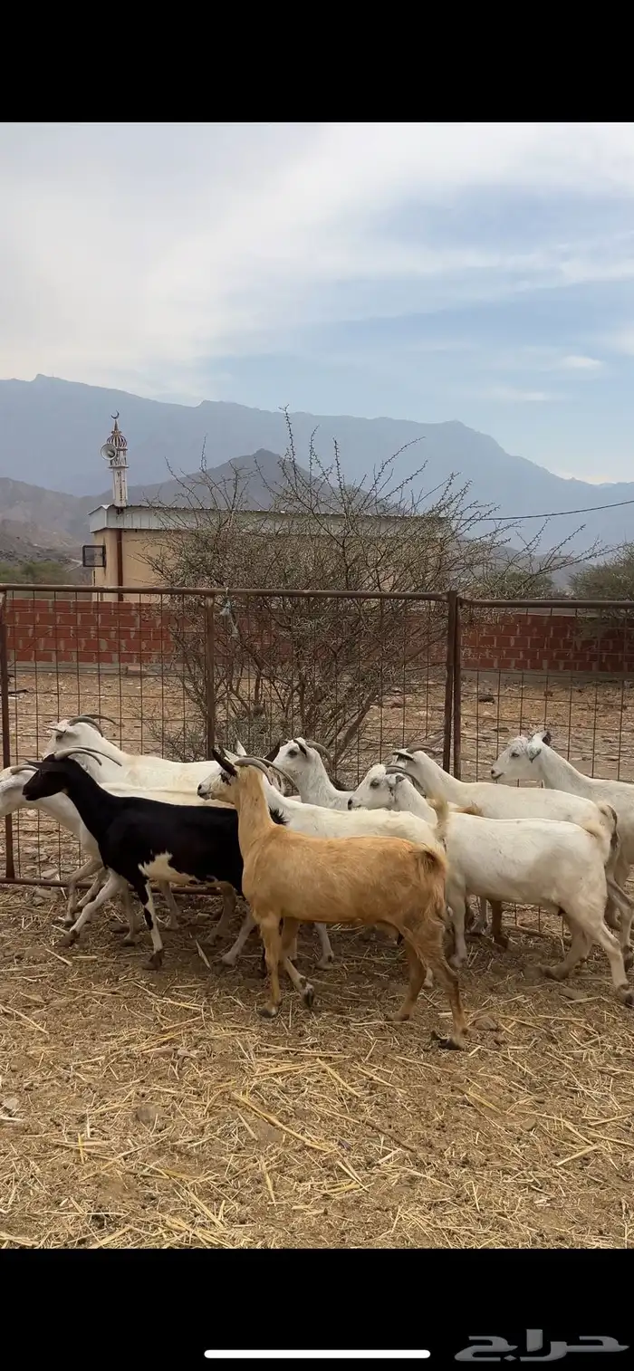 معزا مقاني 0