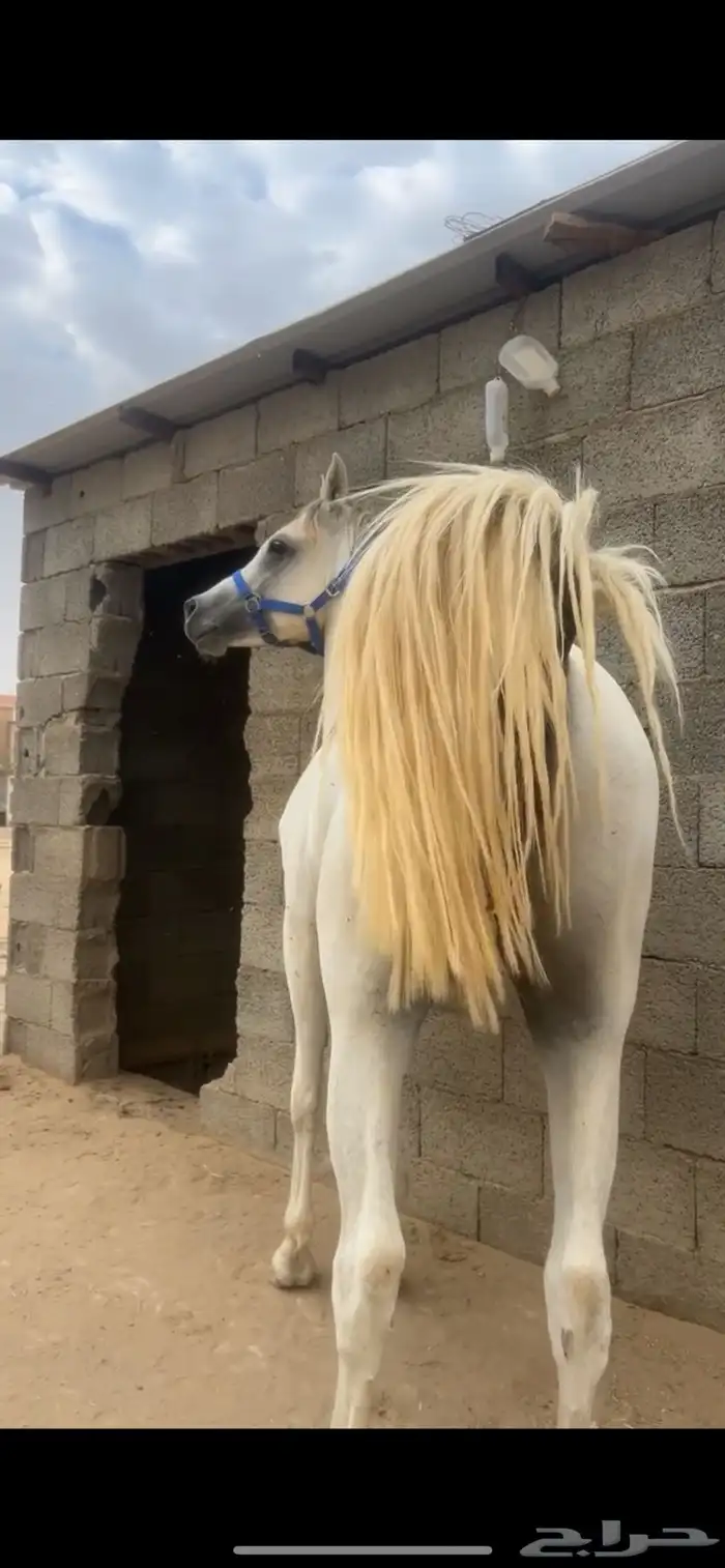 حصان عربي اوراق 3