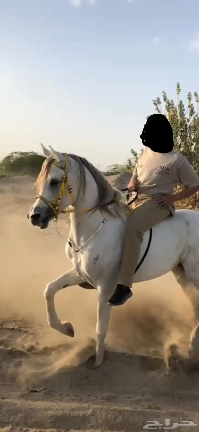 حصان عربي اوراق 2
