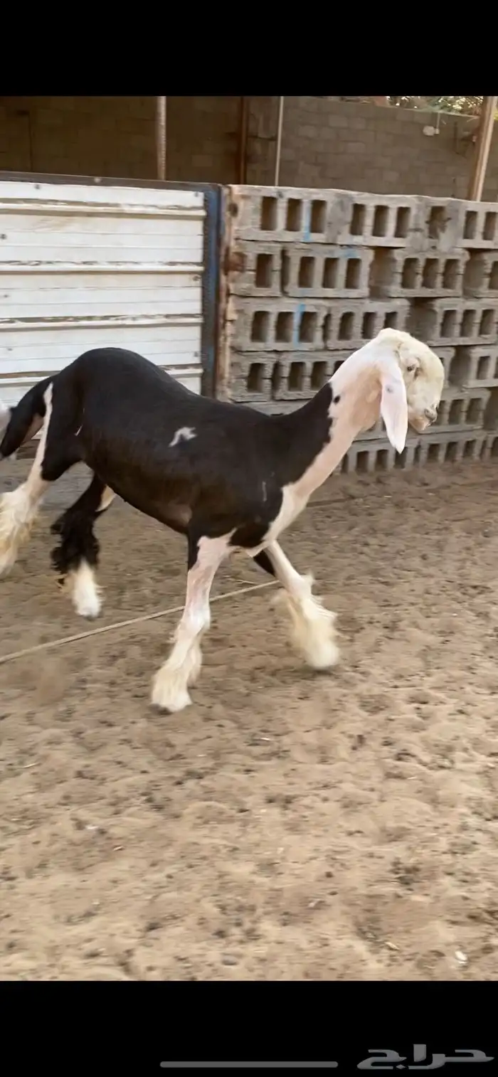 نجديه رغوث 2