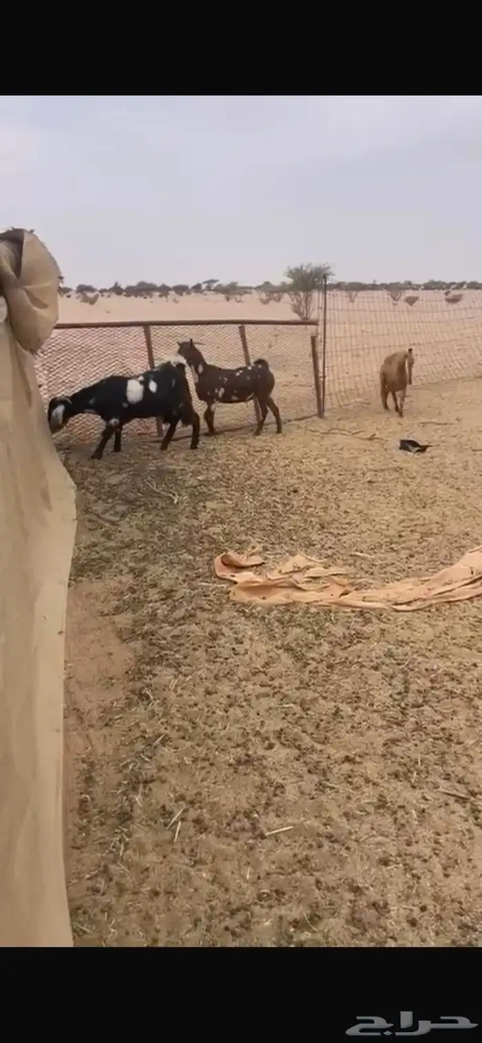 تيوس للبيع 0