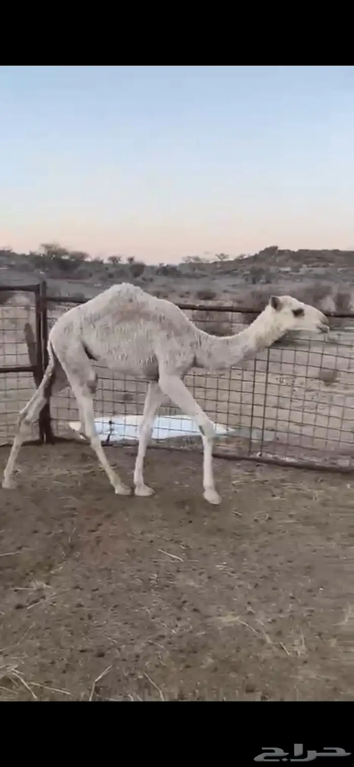 قعود تريبه 1