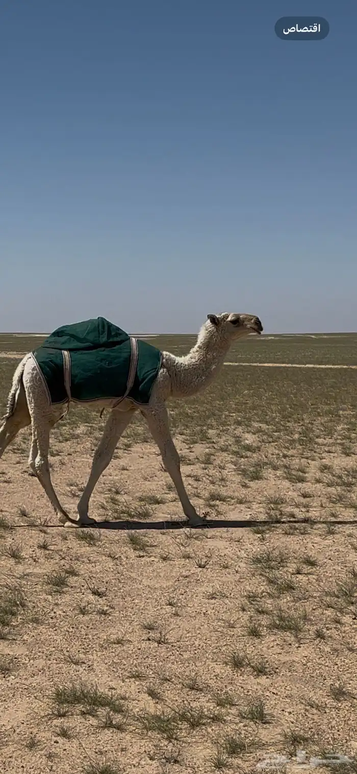 للبيع بعير صاهودي إنتاجه بدأوه 2