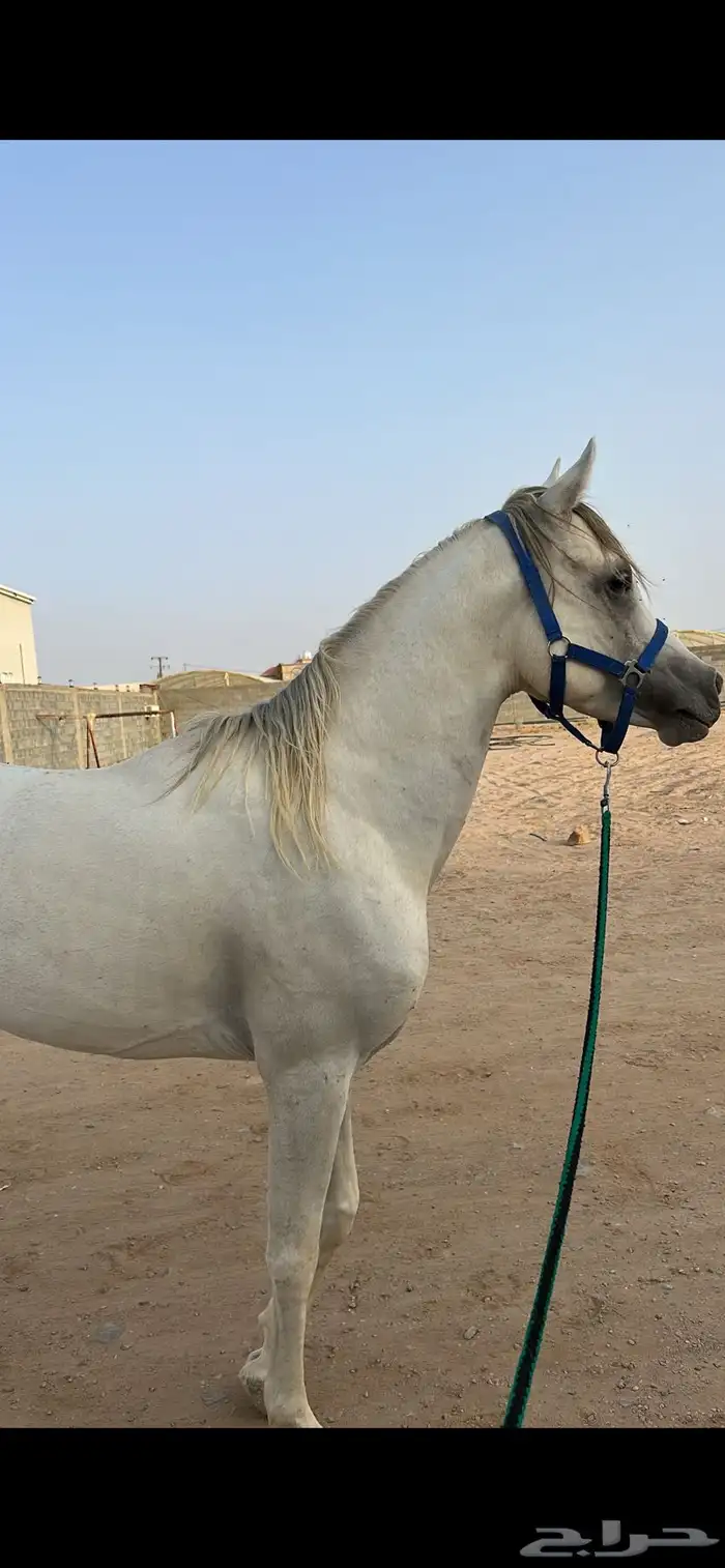 حصان عربي اوراق 4