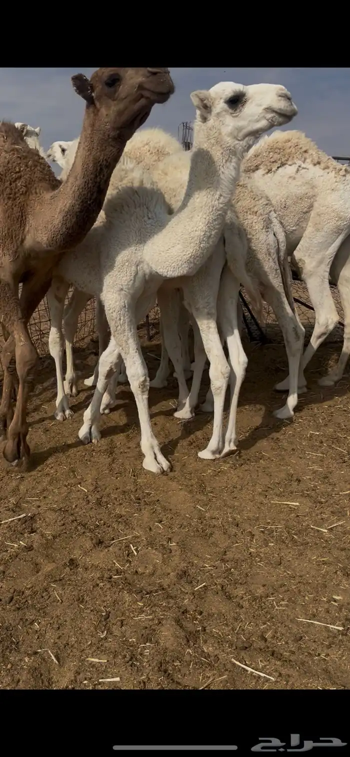 قعدان 5 طيبه 3