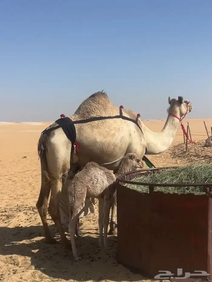 خلفه ذلول لبنه سكر وهديه تحلب بربط بسيط وانا احلبه بدون 1