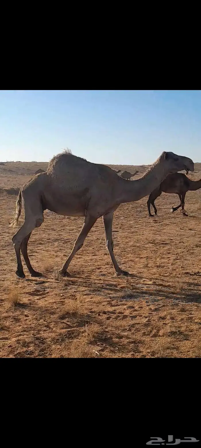 لقحه شعلا ام خامس 0