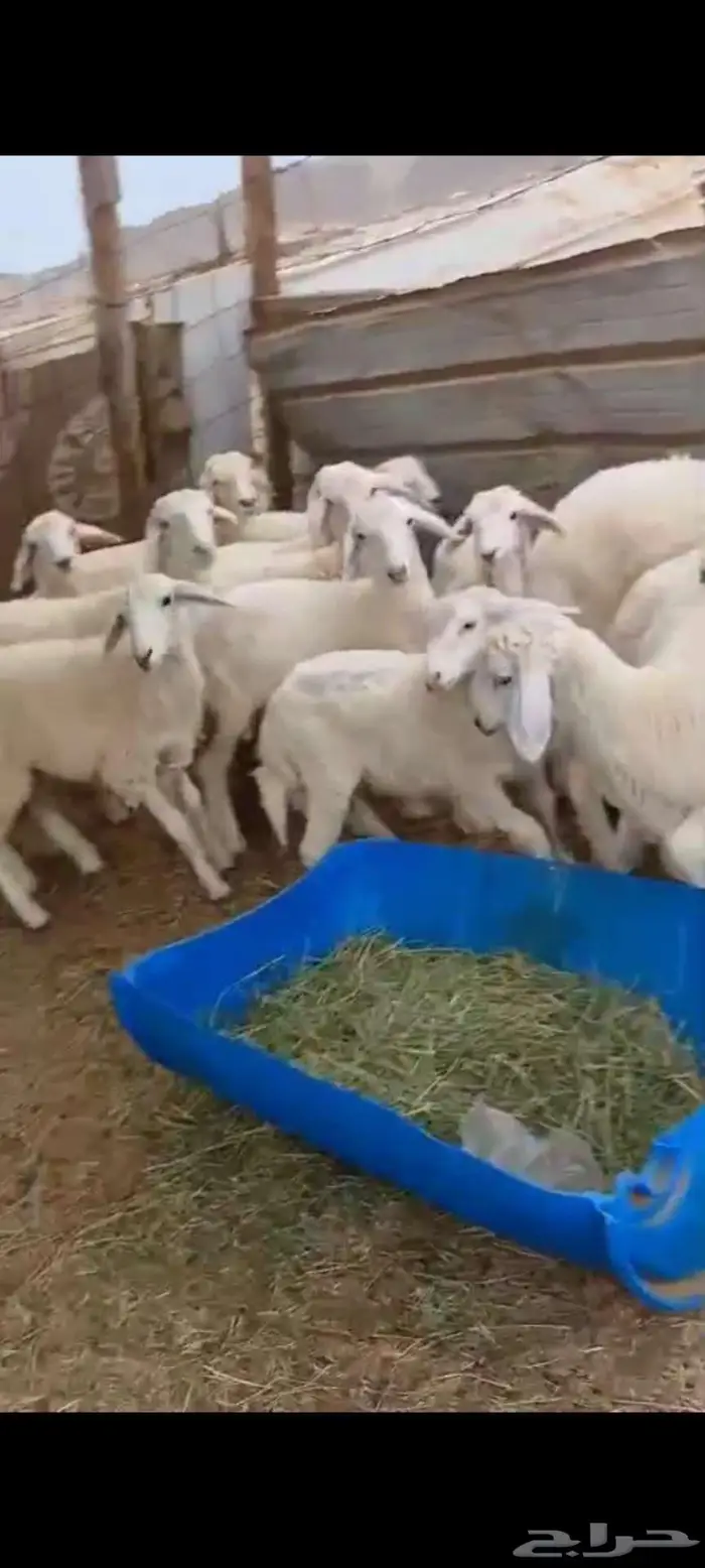 طليان ورخال ذبايح مناسبات وثلاجة. بهم تربية 1