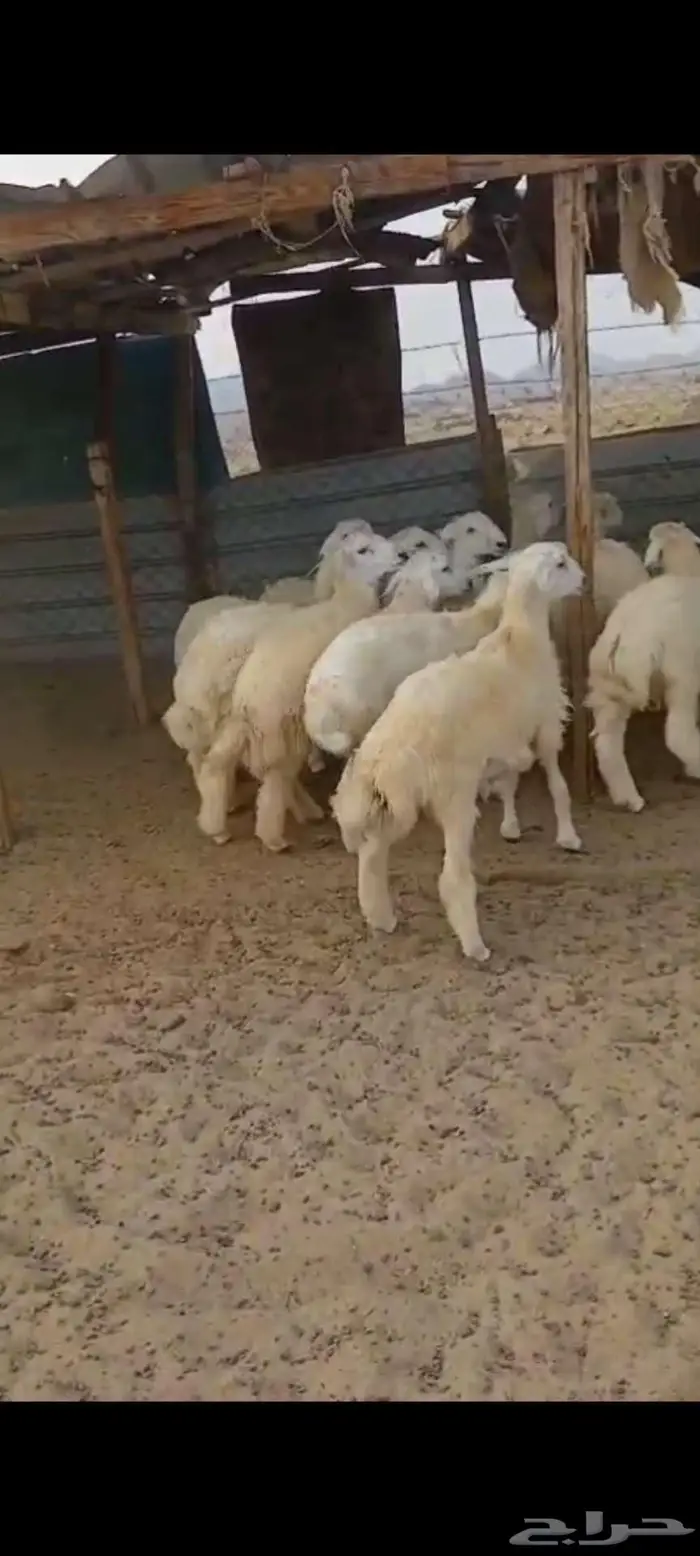 طليان ورخال ذبايح مناسبات وثلاجة. بهم تربية 2