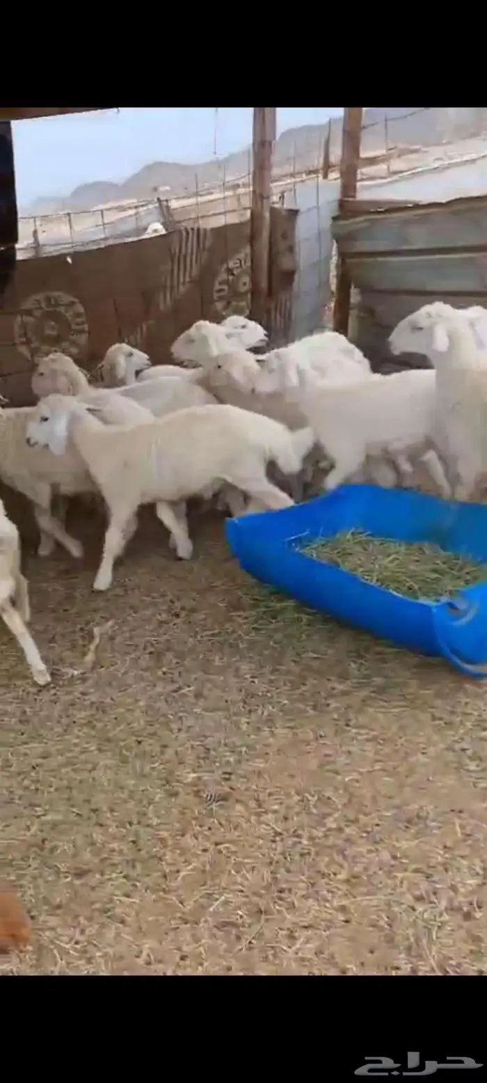 طليان ورخال ذبايح مناسبات وثلاجة. بهم تربية 3