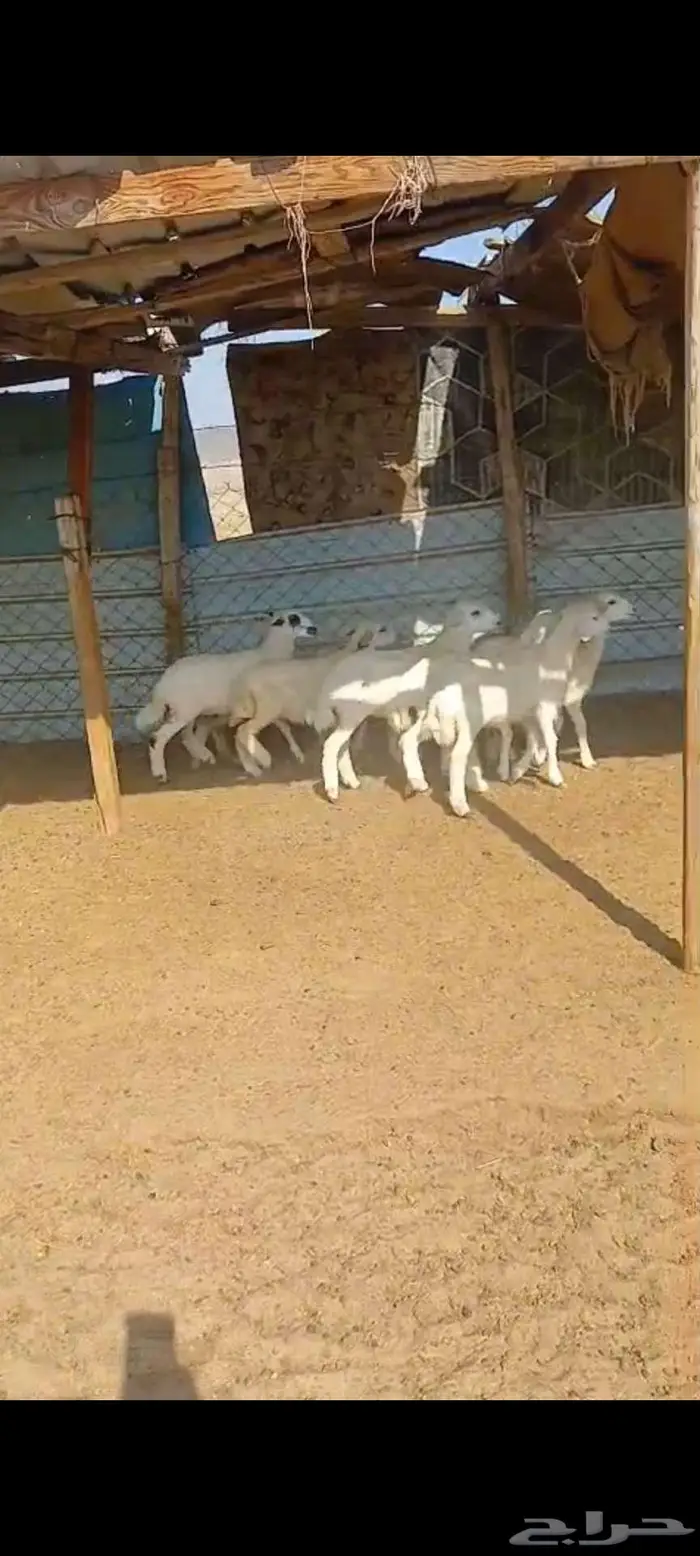 طليان ورخال ذبايح مناسبات وثلاجة. بهم تربية 5