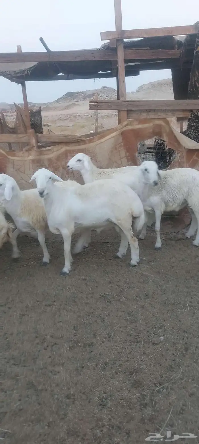 طليان ورخال ذبايح مناسبات وثلاجة. بهم تربية 9