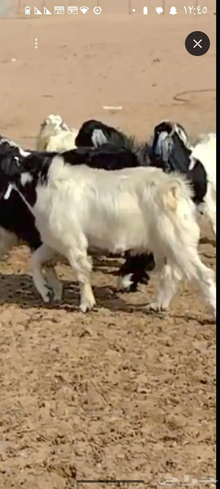 فحول بيشي ثلاثة على الشرط 4