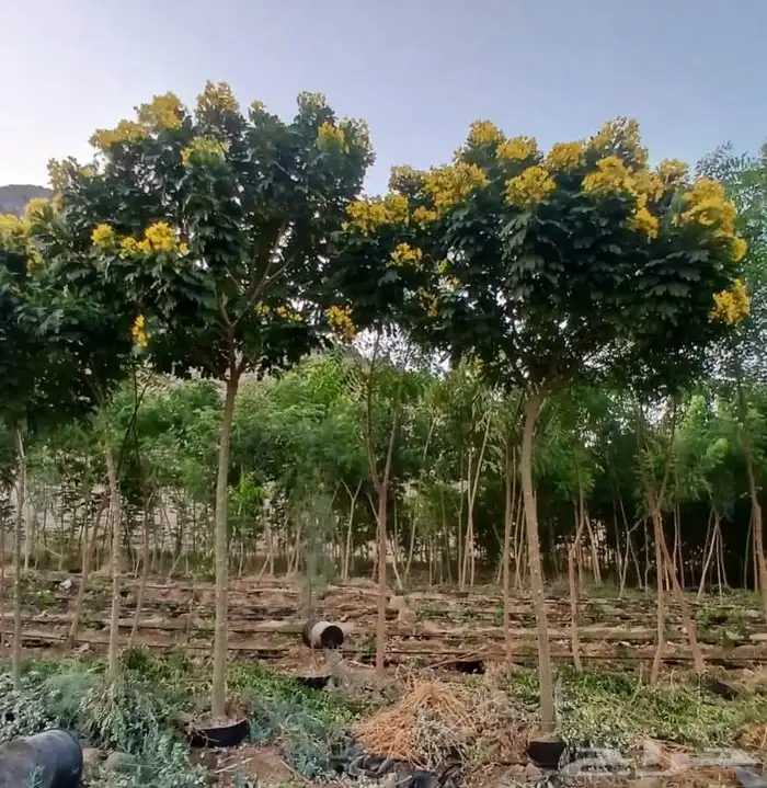 لبيع نخل واشنطنيا زينه 0