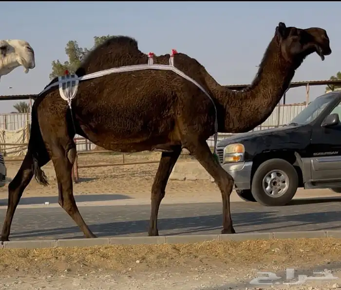 مجهم عشرا طيبه جدا وسلم العذاريب 1