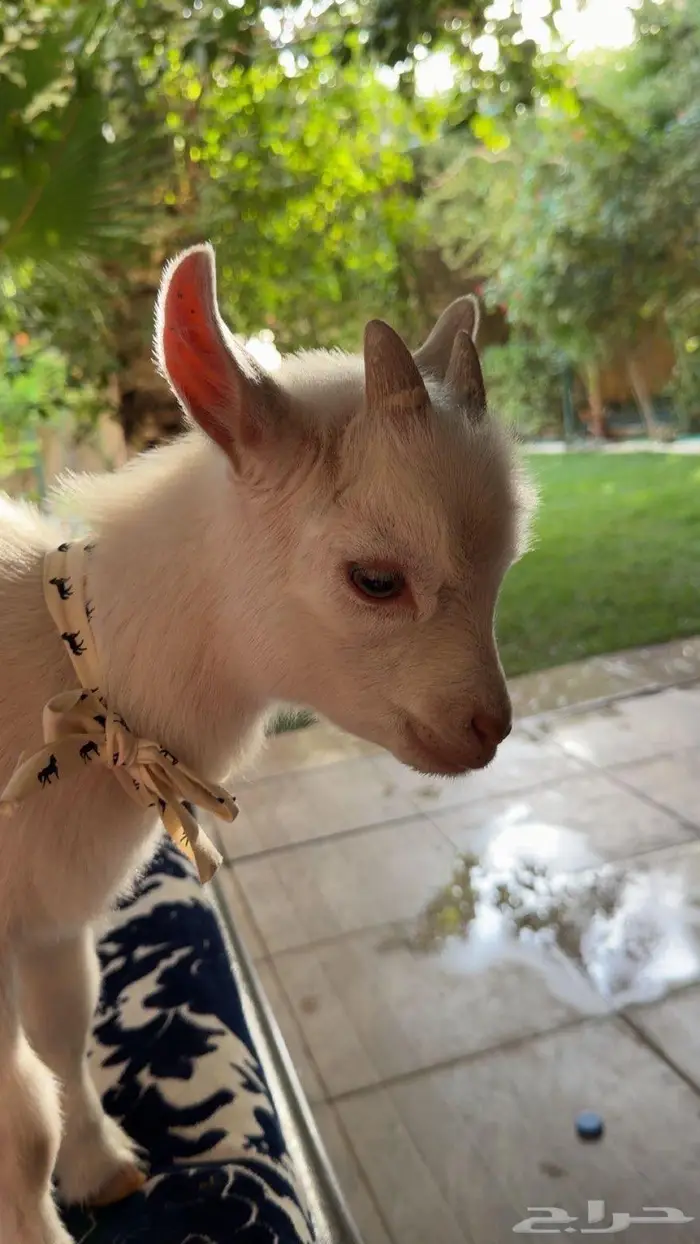 ماعز قزم البيع كاش او تقسيط 0