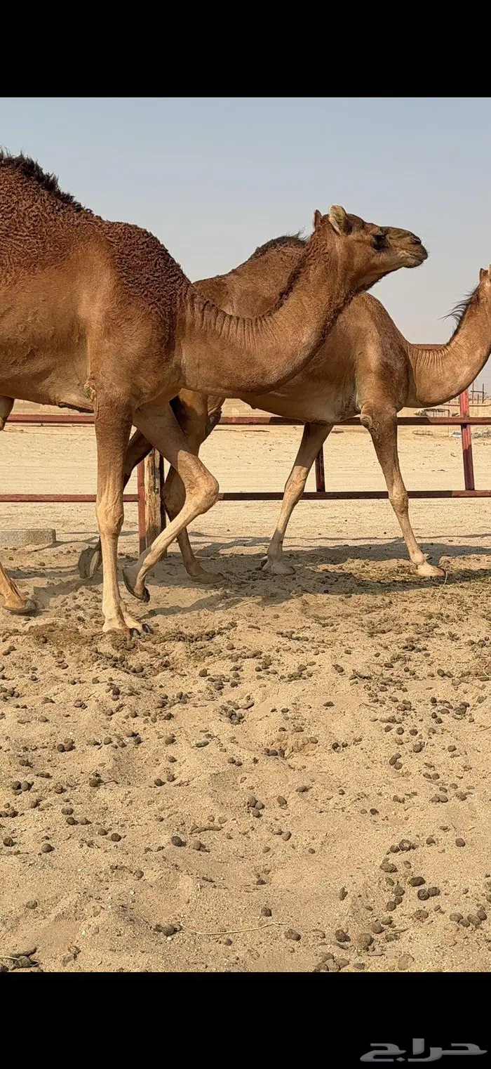 بكار سواحل حمر وسم واحد 1