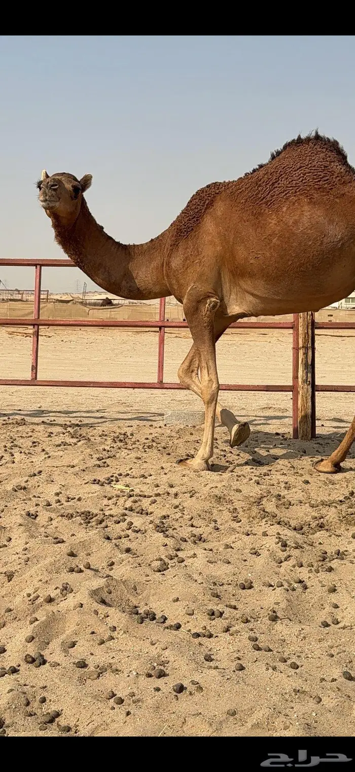 بكار سواحل حمر وسم واحد 0