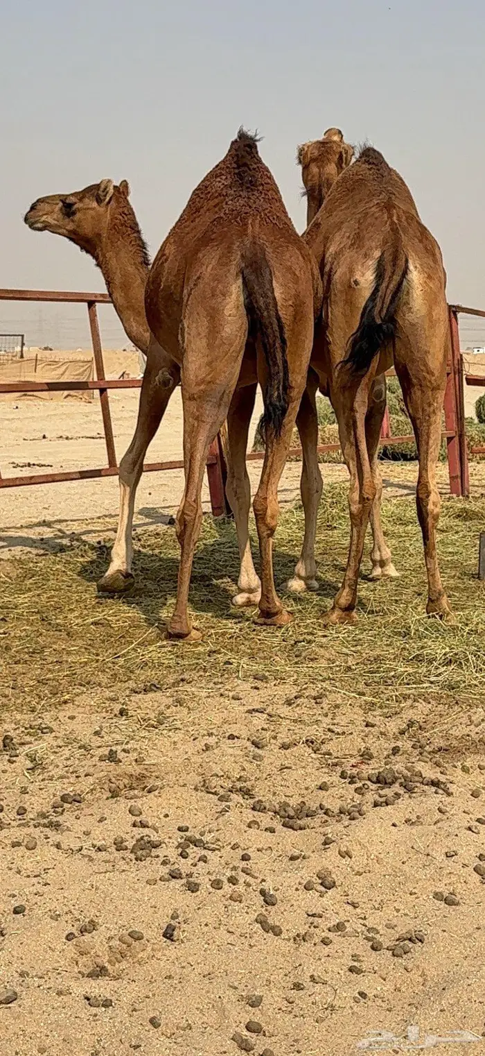 بكار سواحل حمر وسم واحد 7