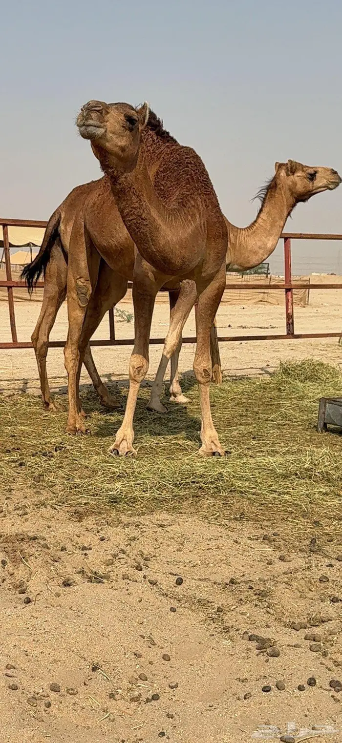 بكار سواحل حمر وسم واحد 6