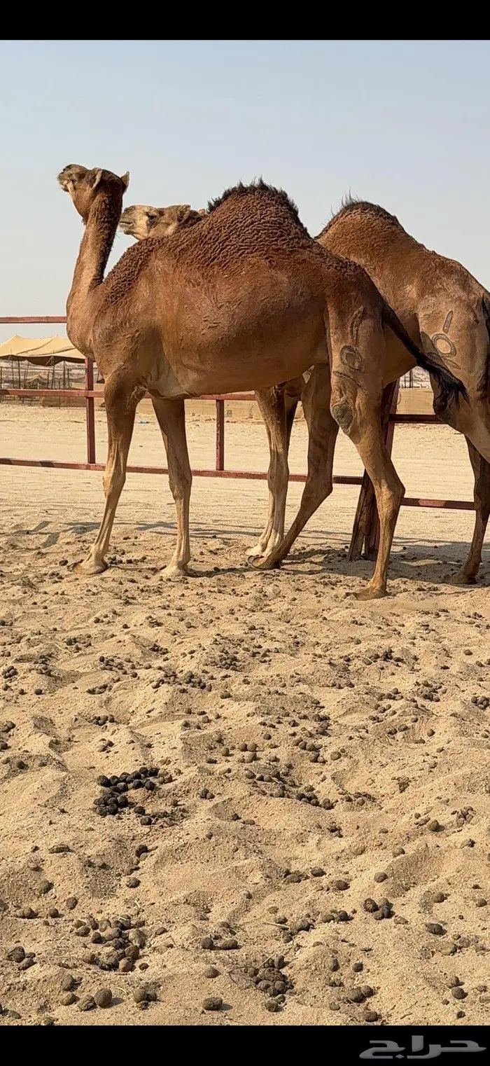 بكار سواحل حمر وسم واحد 3