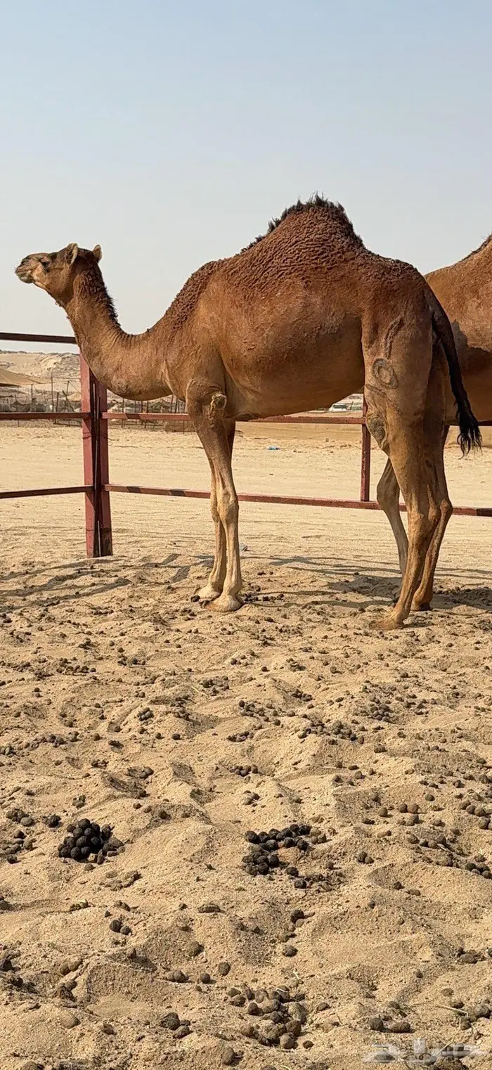 بكار سواحل حمر وسم واحد 4