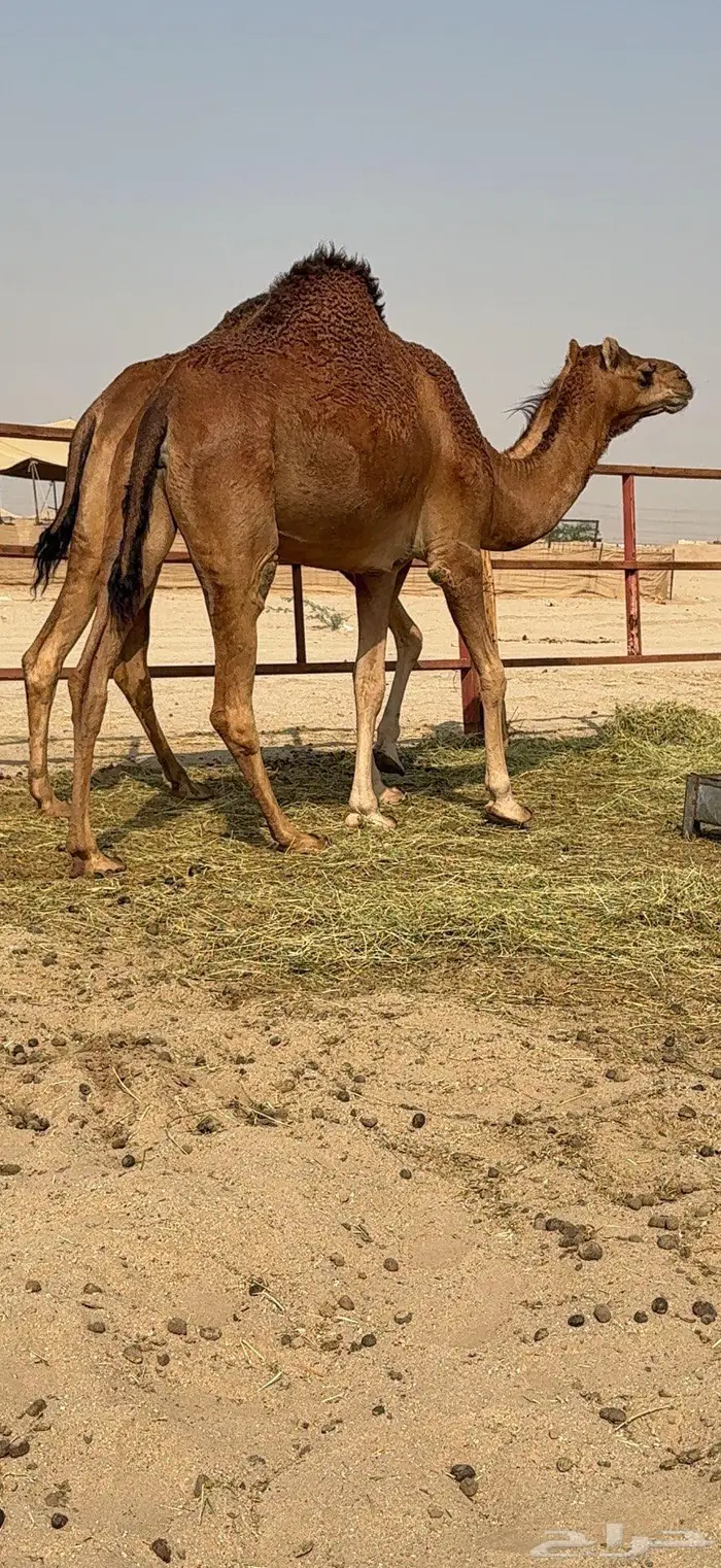 بكار سواحل حمر وسم واحد 5