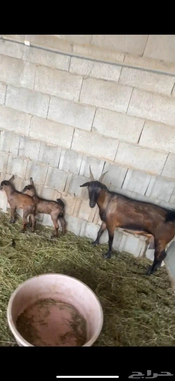 عنزه تحتها تيس وجفره 0