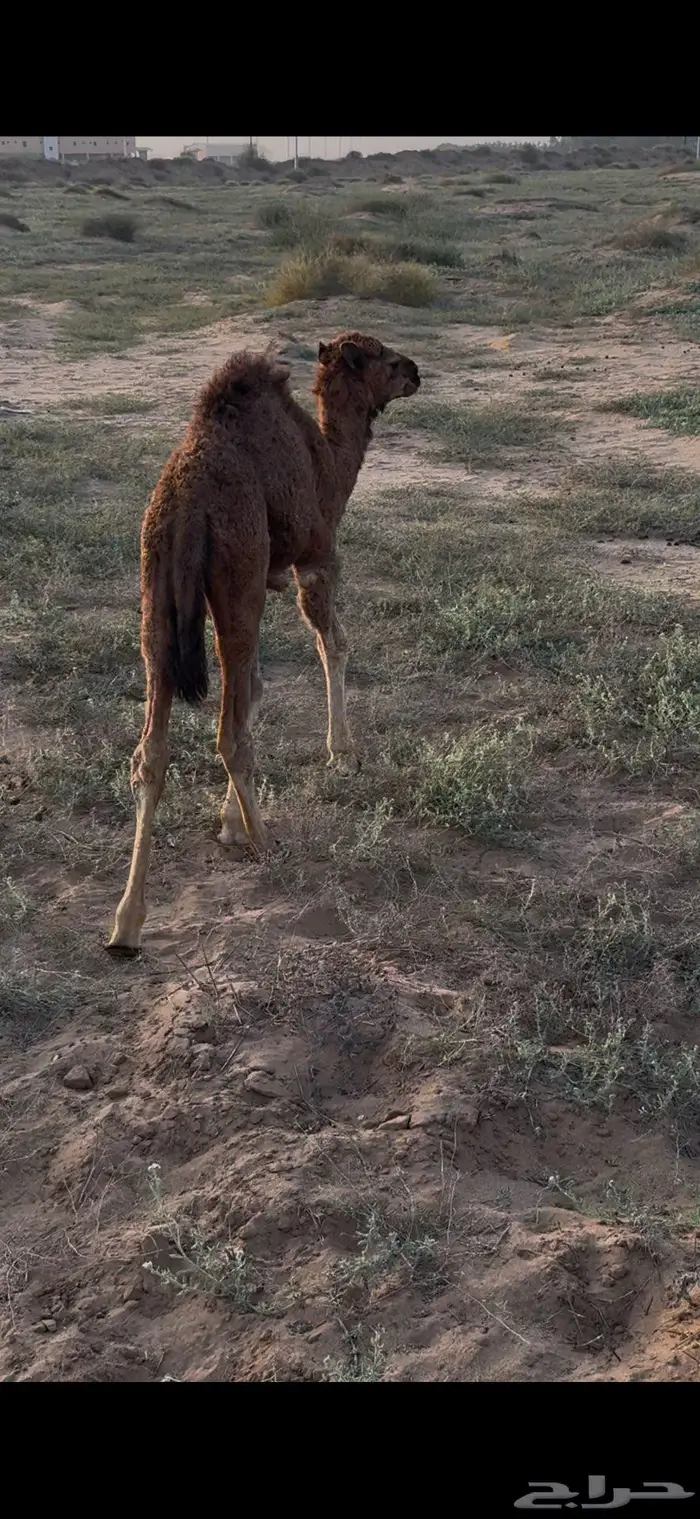 حوار ضيار ساحلي 0