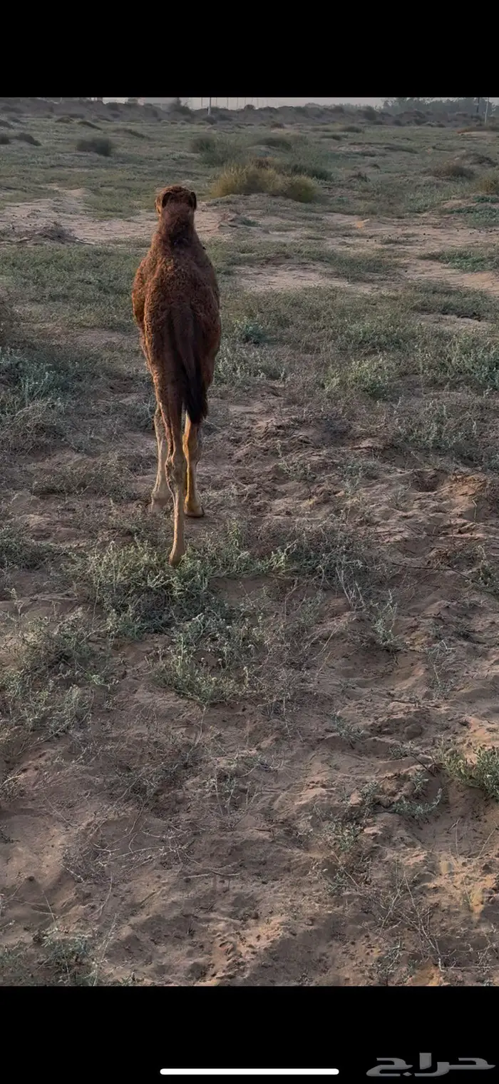 حوار ضيار ساحلي 1