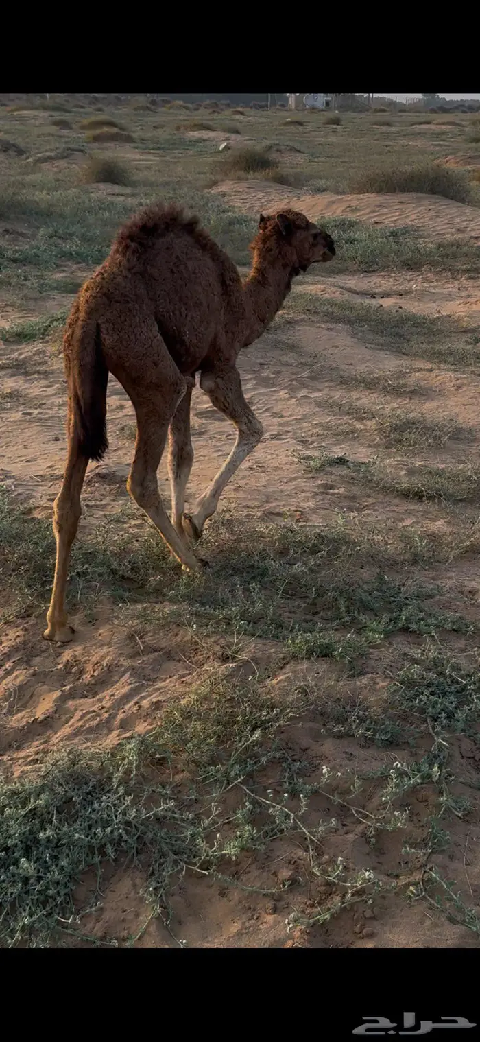 حوار ضيار ساحلي 2