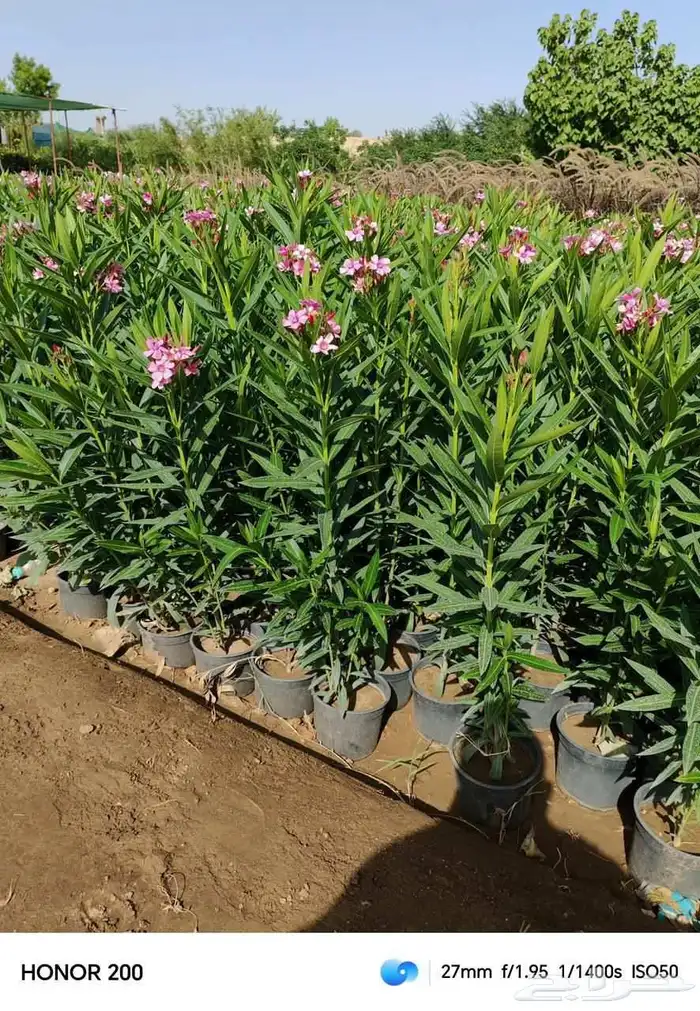 شتلات الجميع انواع اشجار الجموم 9