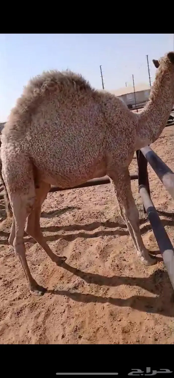 حاشي مقفل شحم 3