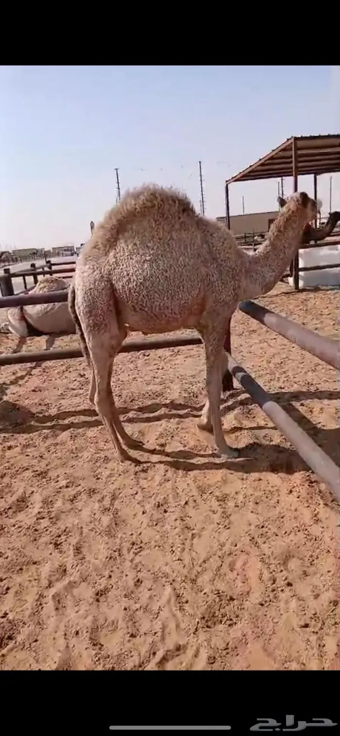 حاشي مقفل شحم 0